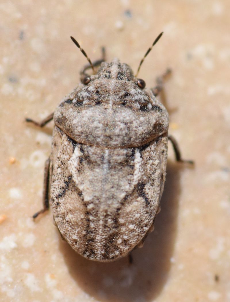 Scutelleridae: Phimodera tuberculata Jakovlev, 1874